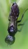 Pemphredon sp.